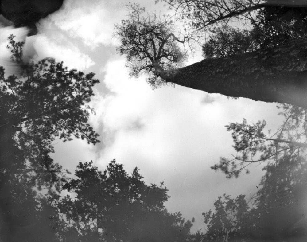 Landschaftsaufnahme schwarz/weiß, auf einer Waldlichtung in den Himmel fotografiert, Baumwipfel sind zu sehen