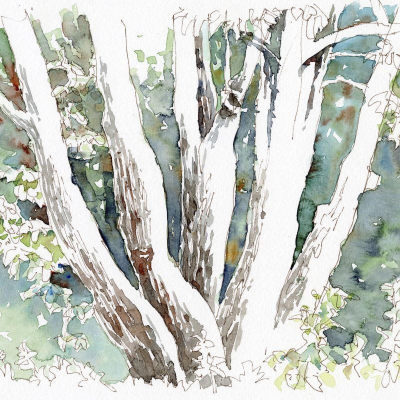 Ausschnitt eines großen Baumes, dicke Äste umgeben von Blattwerk, aquarellierte Skizze