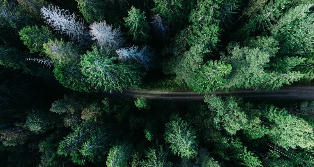 dunkelgrüner Tannenwald aus der Luft fotografiert
