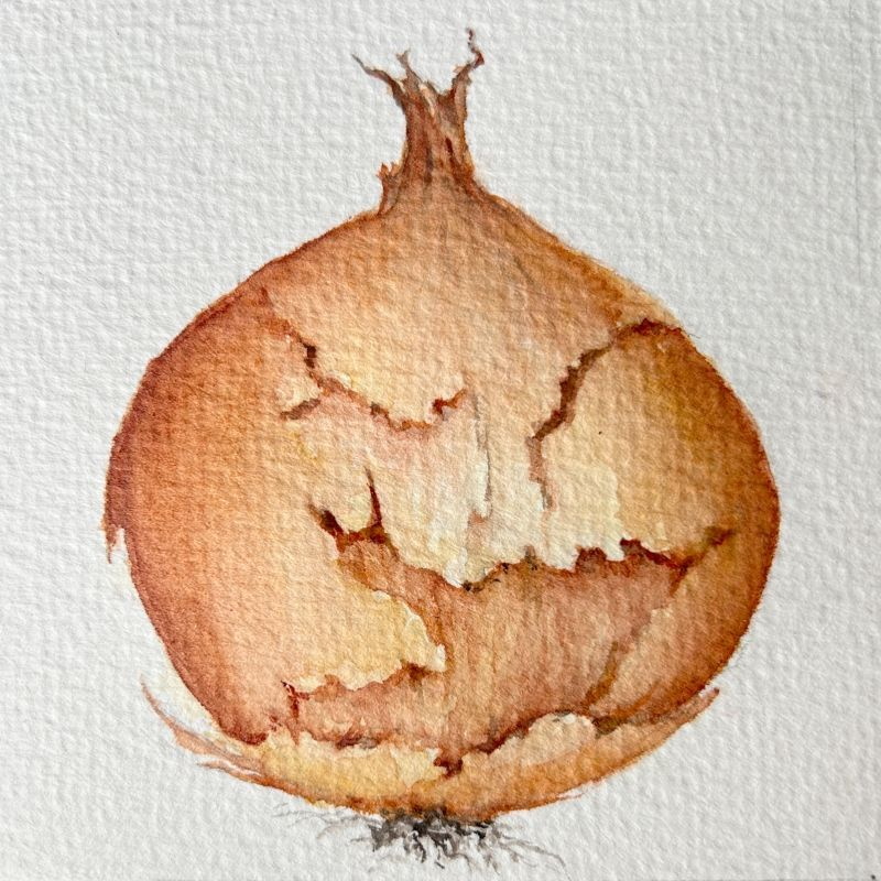 Zwiebel, mit Aquarellfarben gemalt