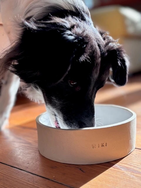 schwarz-weißer Hund steckt seine Nase in einen frisch getöpferten Napf